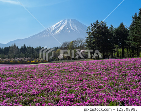 富士山與福祿考等花卉,象徵日本的春天 富士山與福祿考等花卉,象徵日本的春天 125308985