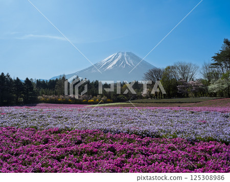 A scene symbolizing spring in Japan, featuring Mt. Fuji and flowers (moss phlox) 125308986