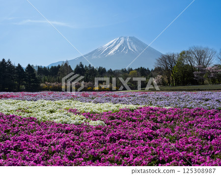 A scene symbolizing spring in Japan, featuring Mt. Fuji and flowers (moss phlox) A scene symbolizing spring in Japan, featuring Mt. Fuji and flowers (moss phlox) 125308987