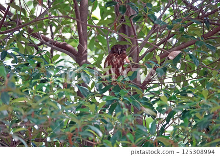 我在森林裡遇見了一隻倉鴞。 125308994
