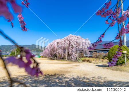 [Cherry Blossoms in Southern Shinshu] Weeping cherry blossoms at Kinehara School on a clear morning [Nagano Prefecture] 125309042