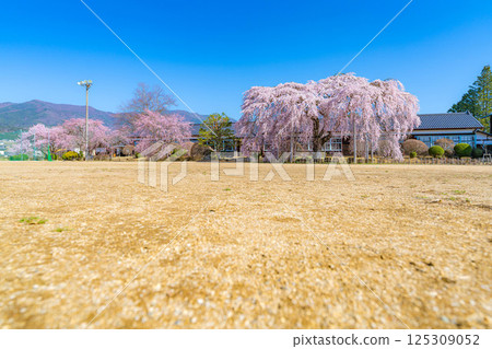 【南信州的櫻花】晴朗的早晨，木根原學校的垂枝櫻花盛開【長野縣】 125309052