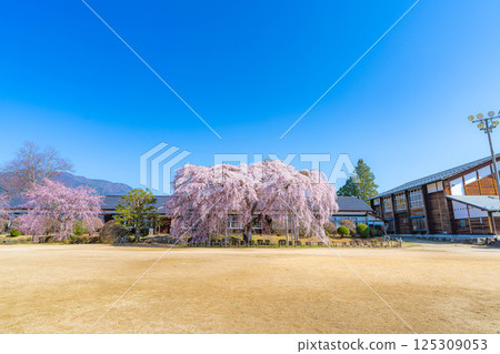 【南信州的櫻花】晴朗的早晨，木根原學校的垂枝櫻花盛開【長野縣】 125309053