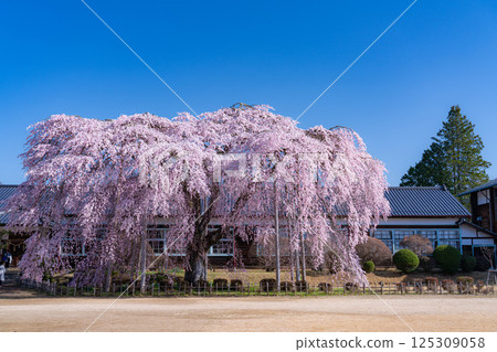 [Cherry Blossoms in Southern Shinshu] Weeping cherry blossoms at Kinehara School on a clear morning [Nagano Prefecture] 125309058