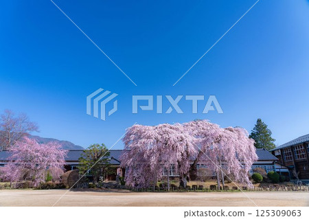[Cherry Blossoms in Southern Shinshu] Weeping cherry blossoms at Kinehara School on a clear morning [Nagano Prefecture] 125309063