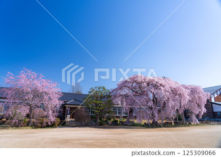 【南信州的櫻花】晴朗的早晨,木根原學校的垂枝櫻花盛開【長野縣】 【南信州的櫻花】晴朗的早晨,木根原學校的垂枝櫻花盛開【長野縣】 125309066
