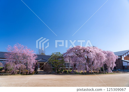 【南信州的櫻花】晴朗的早晨,木根原學校的垂枝櫻花盛開【長野縣】 【南信州的櫻花】晴朗的早晨,木根原學校的垂枝櫻花盛開【長野縣】 125309067
