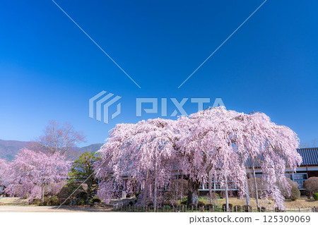 【南信州的櫻花】晴朗的早晨，木根原學校的垂枝櫻花盛開【長野縣】 125309069