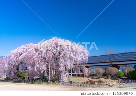 【南信州的櫻花】晴朗的早晨，木根原學校的垂枝櫻花盛開【長野縣】 125309070
