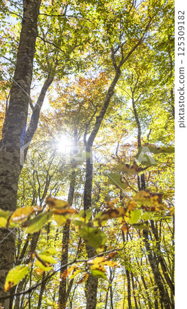 秋天的山毛櫸葉 - 秋色圖片(奧大山) 秋天的山毛櫸葉 - 秋色圖片(奧大山) 125309182