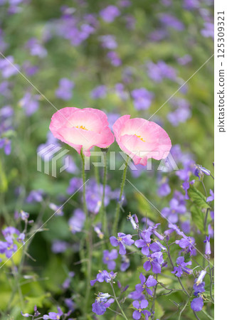 春天田野盛開的罌粟花 125309321