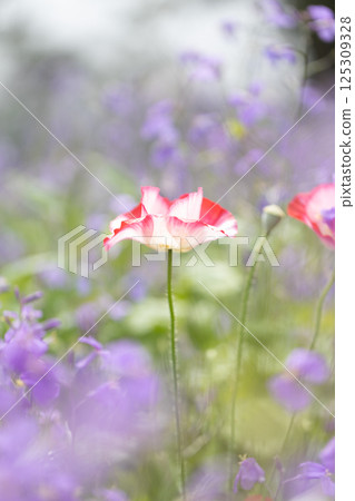 Poppies blooming in the spring field Poppies blooming in the spring field 125309328