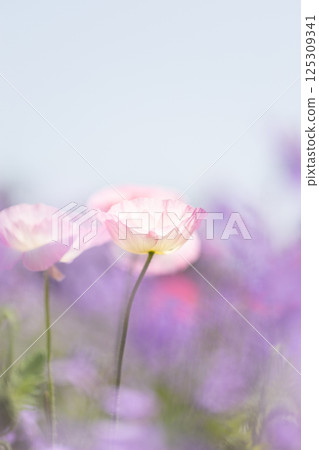 Poppies blooming in the spring field Poppies blooming in the spring field 125309341