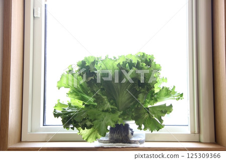 Vegetable kitchen garden (hydroponic lettuce cultivation) 125309366