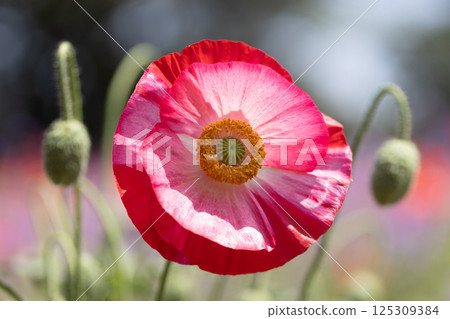 紅罌粟花 紅罌粟花 125309384