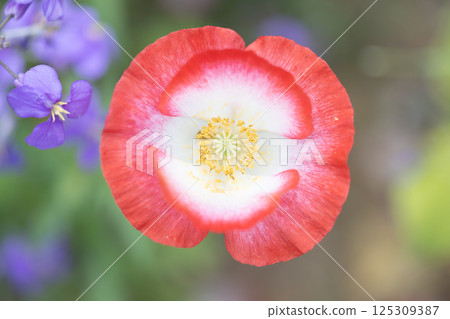 Red Poppy Flower Red Poppy Flower 125309387