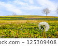 [Yamaguchi] Dandelions at Oinoyama Park 125309408