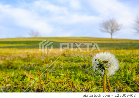 [Yamaguchi] Dandelions at Oinoyama Park 125309408