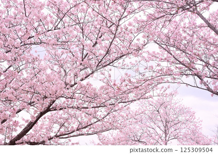 Cherry blossoms spring flowering spring Cherry blossoms spring flowering spring 125309504