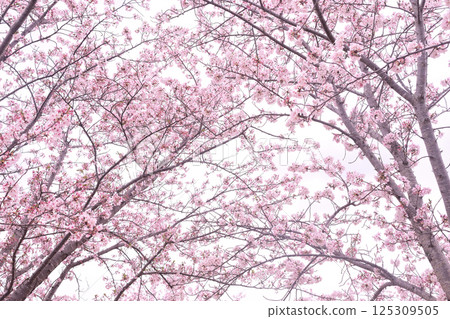 櫻花春天開花的春天 櫻花春天開花的春天 125309505