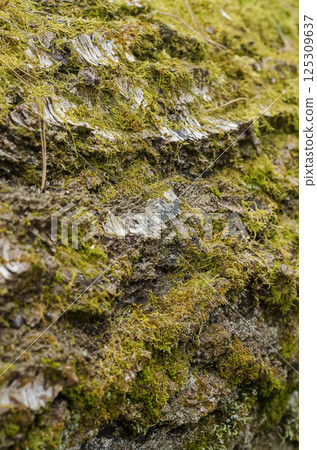 Close-up of rough tree bark covered with green moss in spring forest. High quality photo Close-up of rough tree bark covered with green moss in spring forest. High quality photo 125309637