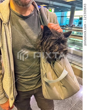 Small black dog in shoulder bag at airport with man in casual clothes. High quality photo 125309643