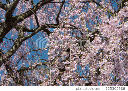 Weeping cherry blossoms in full bloom Weeping cherry blossoms in full bloom 125309686