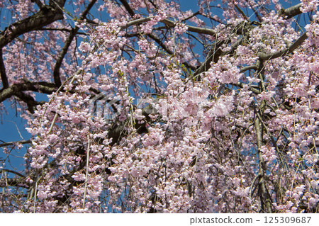 Weeping cherry blossoms in full bloom 125309687