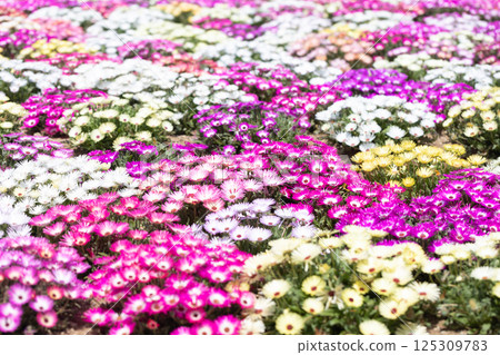 Living stone daisy in full bloom 125309783