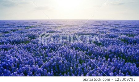 A breathtaking view of expansive lavender fields stretches into the horizon, dotted with vibrant purple blooms swaying gently in the breeze. The sun hangs low in the sky, casting a warm golden light 125309795
