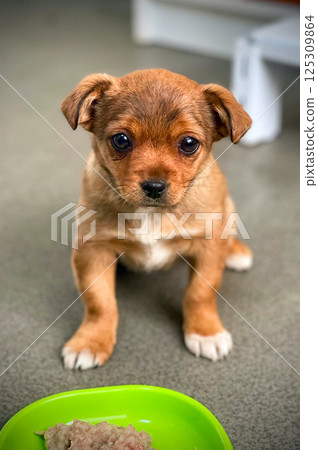 Cute puppy with a bowl of food. Adorable dog with food bowl 125309864