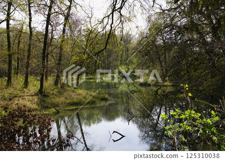 The river flows through the forest, its waters quietly flowing between the trees. 125310038