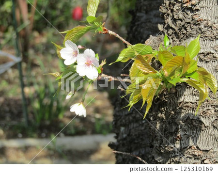 The cherry blossoms at the Kojima Flower Garden are almost in full bloom. 125310169