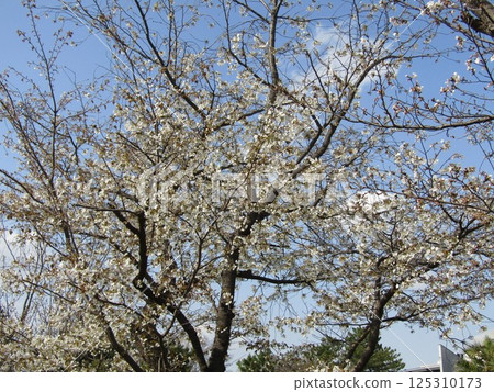 小島花園的櫻花 小島花園的櫻花 125310173