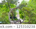 [Tokyo] Moon Pine at Ueno Park 125310238
