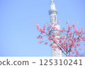 [Tokyo] Cherry blossoms and Skytree 125310241