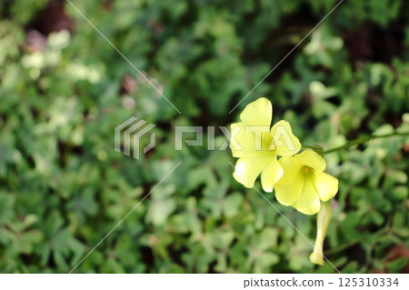 城市一角盛開的酢漿草 125310334