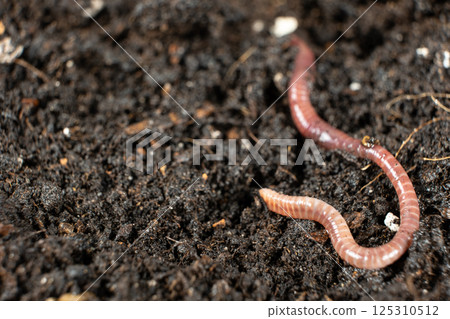 Compost Worm Crawling on Moist Ground Place For Text 125310512