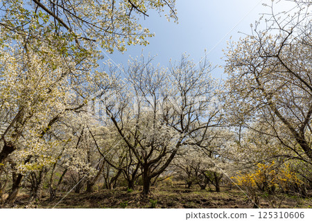 Matsuda Town: Hiking trail scenery at Yori Nature Recreation Village (near Saimyoji Historic Site Park) Matsuda Town: Hiking trail scenery at Yori Nature Recreation Village (near Saimyoji Historic Site Park) 125310606