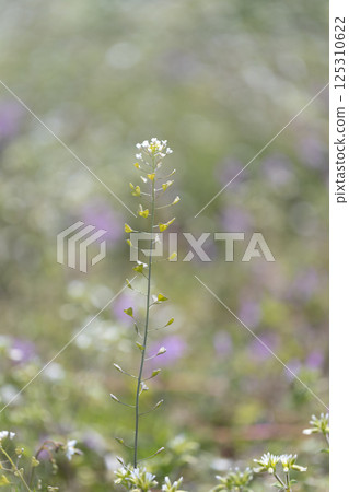 Shepherd's purse blooming in the spring field Shepherd's purse blooming in the spring field 125310622