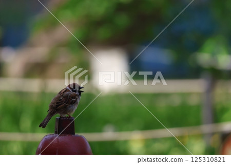A sparrow talking to a friend on top of a fire hydrant 125310821