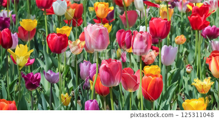 美麗的鬱金香花 125311048