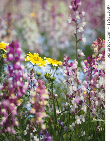 Colorful spring flower field Colorful spring flower field 125311097