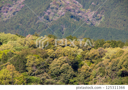 春山 [三重縣菰野町鈴鹿山麓] 125311366