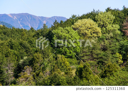 春山 [三重縣菰野町鈴鹿山麓] 125311368