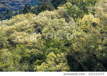 Spring in the foothills, where the budding trees are vibrant [Suzuka foothills, Komono Town, Mie Prefecture] 125311377