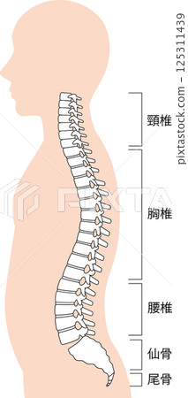 Spine Human body 125311439