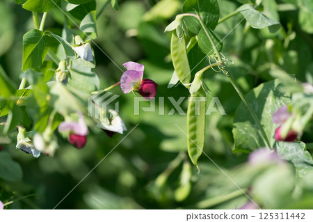 Snow peas and flowers 125311442