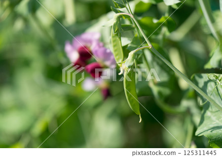 Snow peas and flowers Snow peas and flowers 125311445