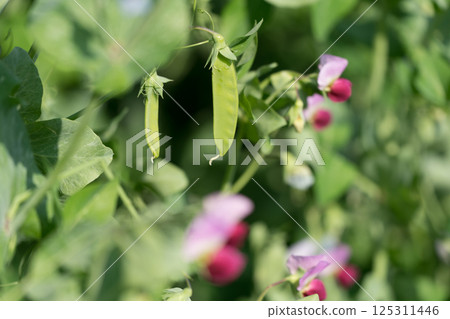 荷蘭豆和花 125311446